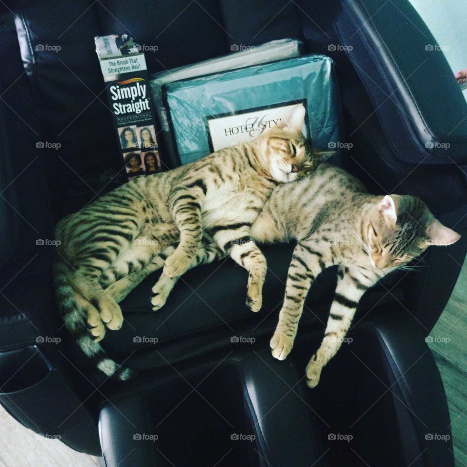 twin Savannah cats