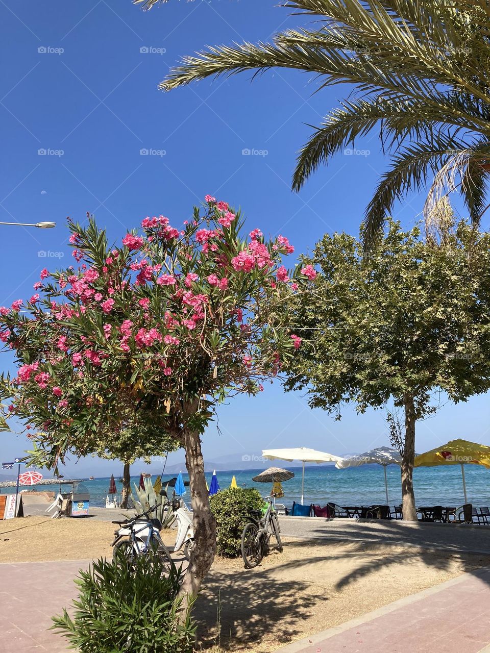 Sunny holidays I’m Turkey. Walk in the cute city and charming streets by the beach in Kusadasi. perfect blue sky and ocean view. Beach and the shore. To travel is to live. Gorgeous tall palm trees.