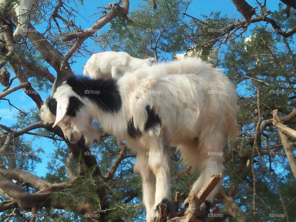 group of goats on argania spinosa tree