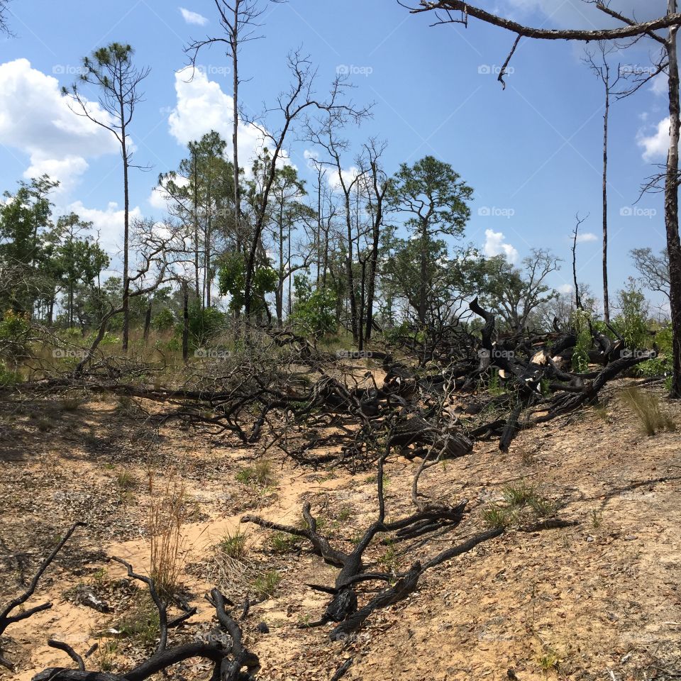 Pineland after control burn. Garden of Eden nature preserve Florida. 