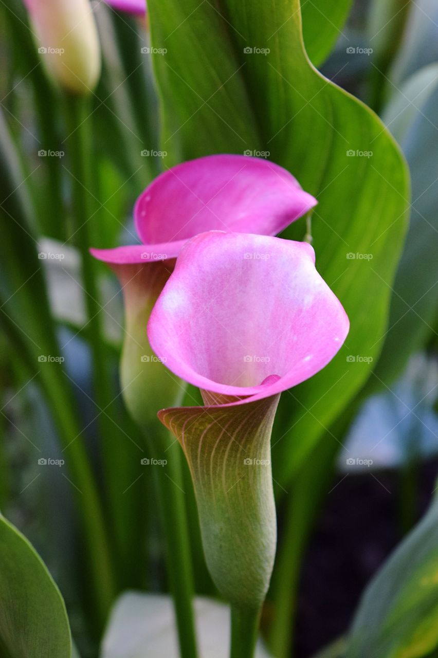 Pink calla lily 