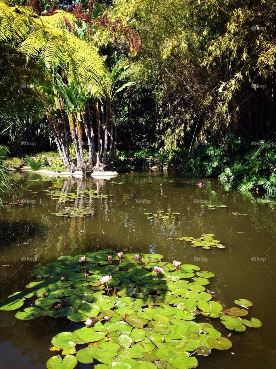 lilly pond