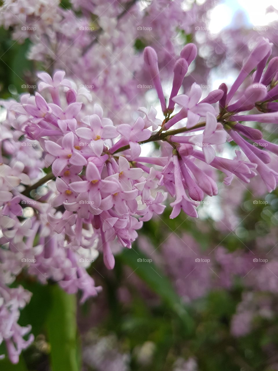 Flowers in blossom