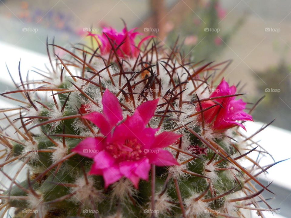 Prodding needles & pretty flowers