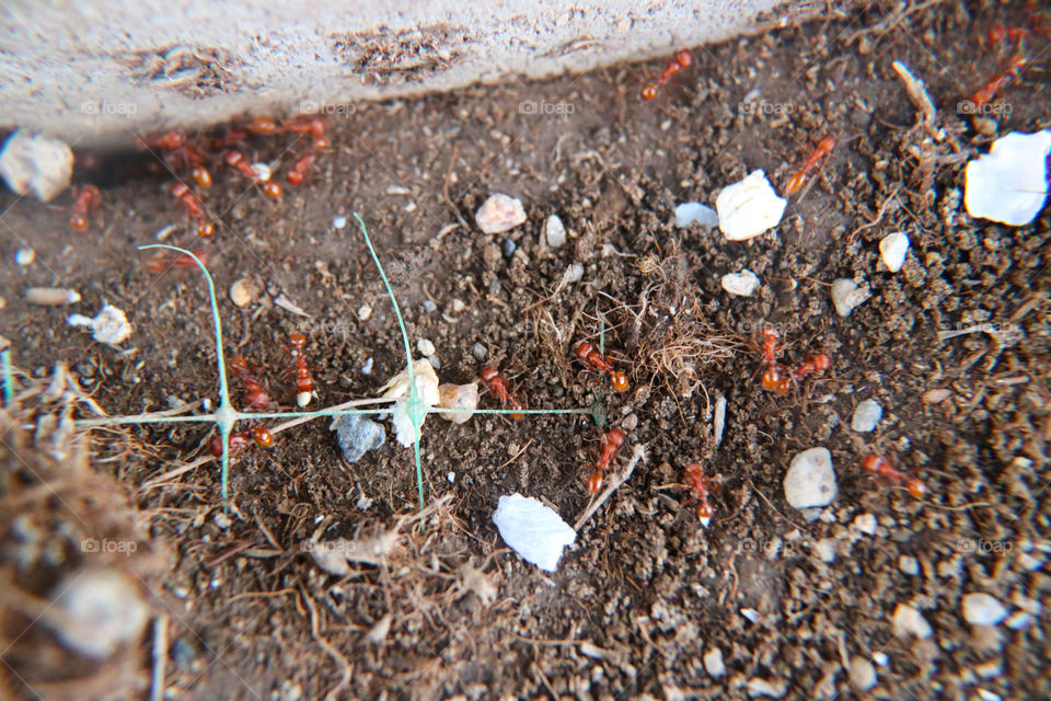 Red ant colony