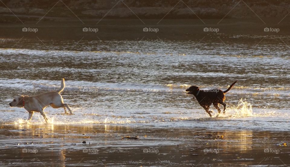 Twos dogs playing on the beach