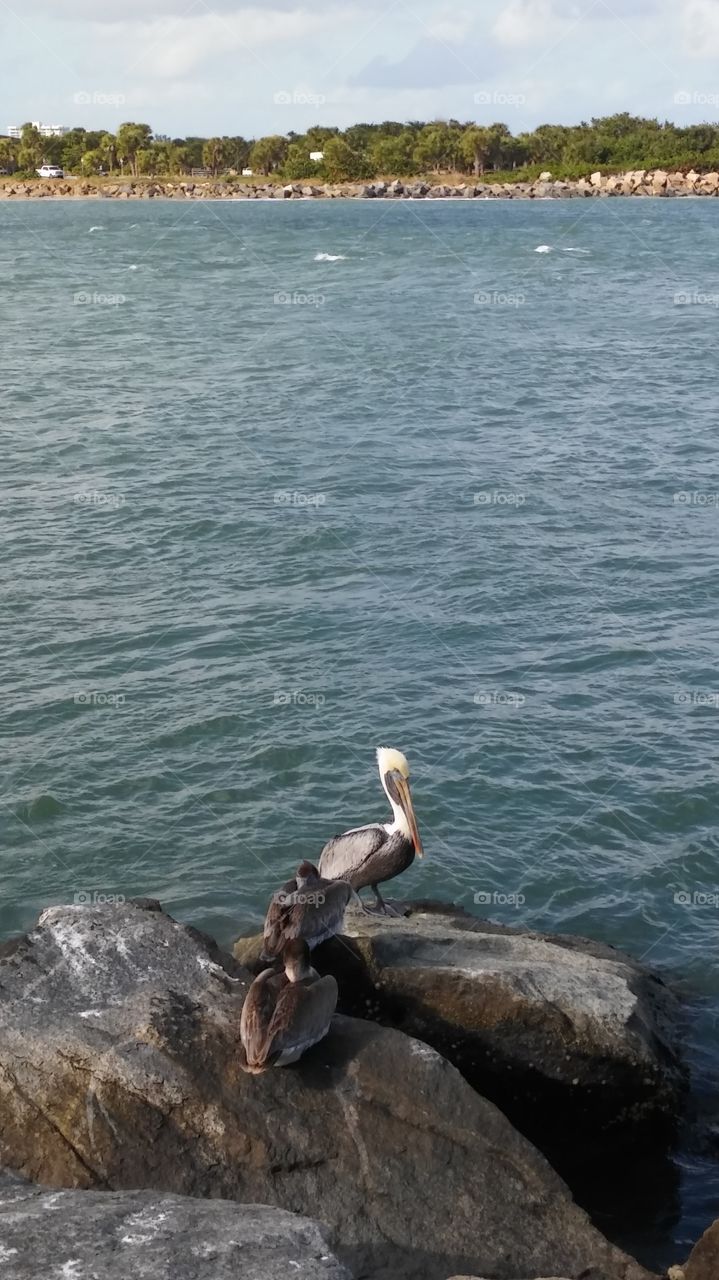 Pelican hanging out on the rocks