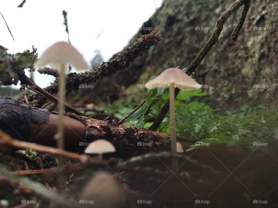 Forest floor