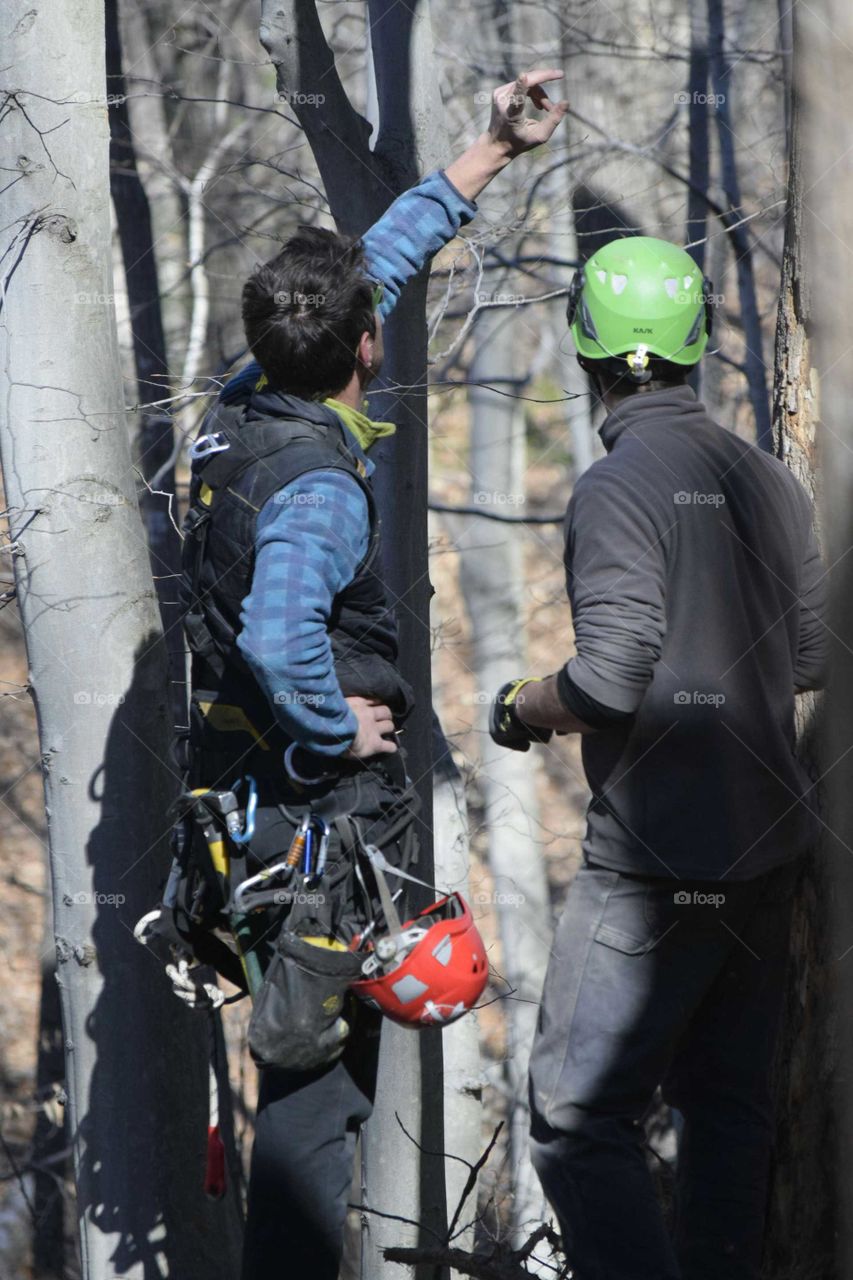 Consulting Among The Trees