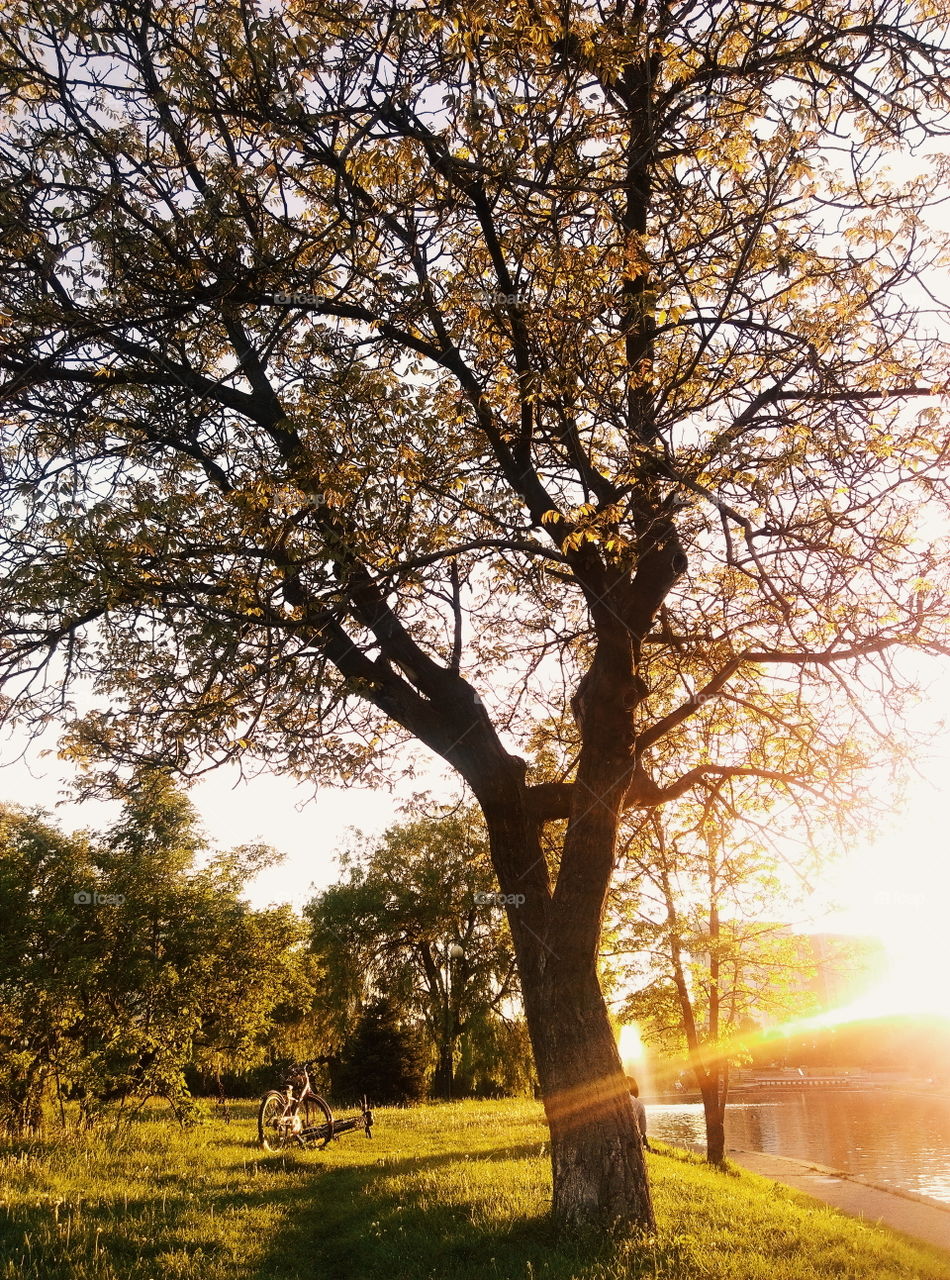 Tree, Landscape, No Person, Fall, Nature