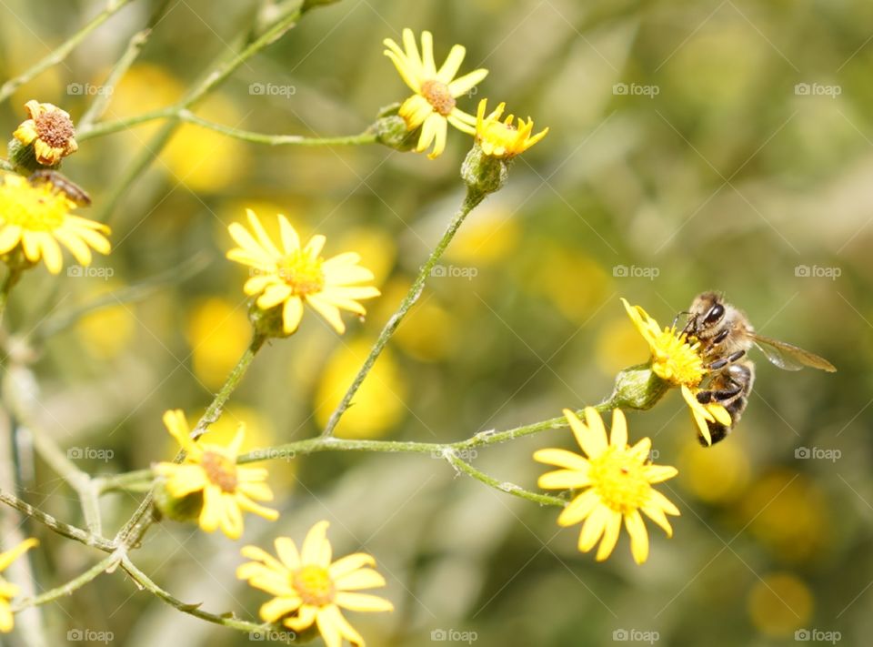 abeja flores