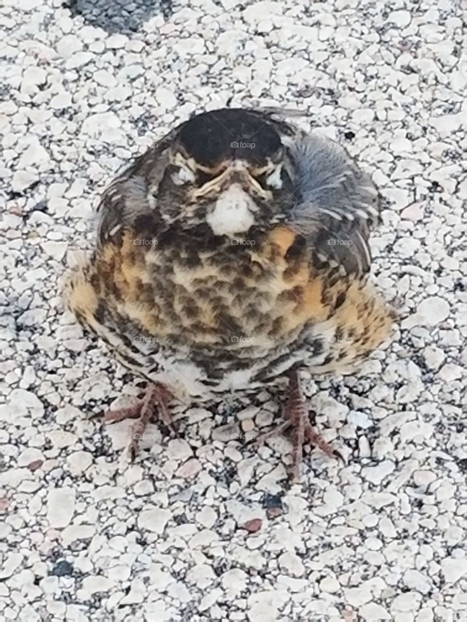robin fledgling on road