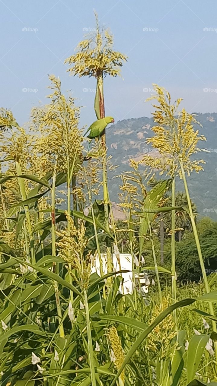 This is very very beautyfull click