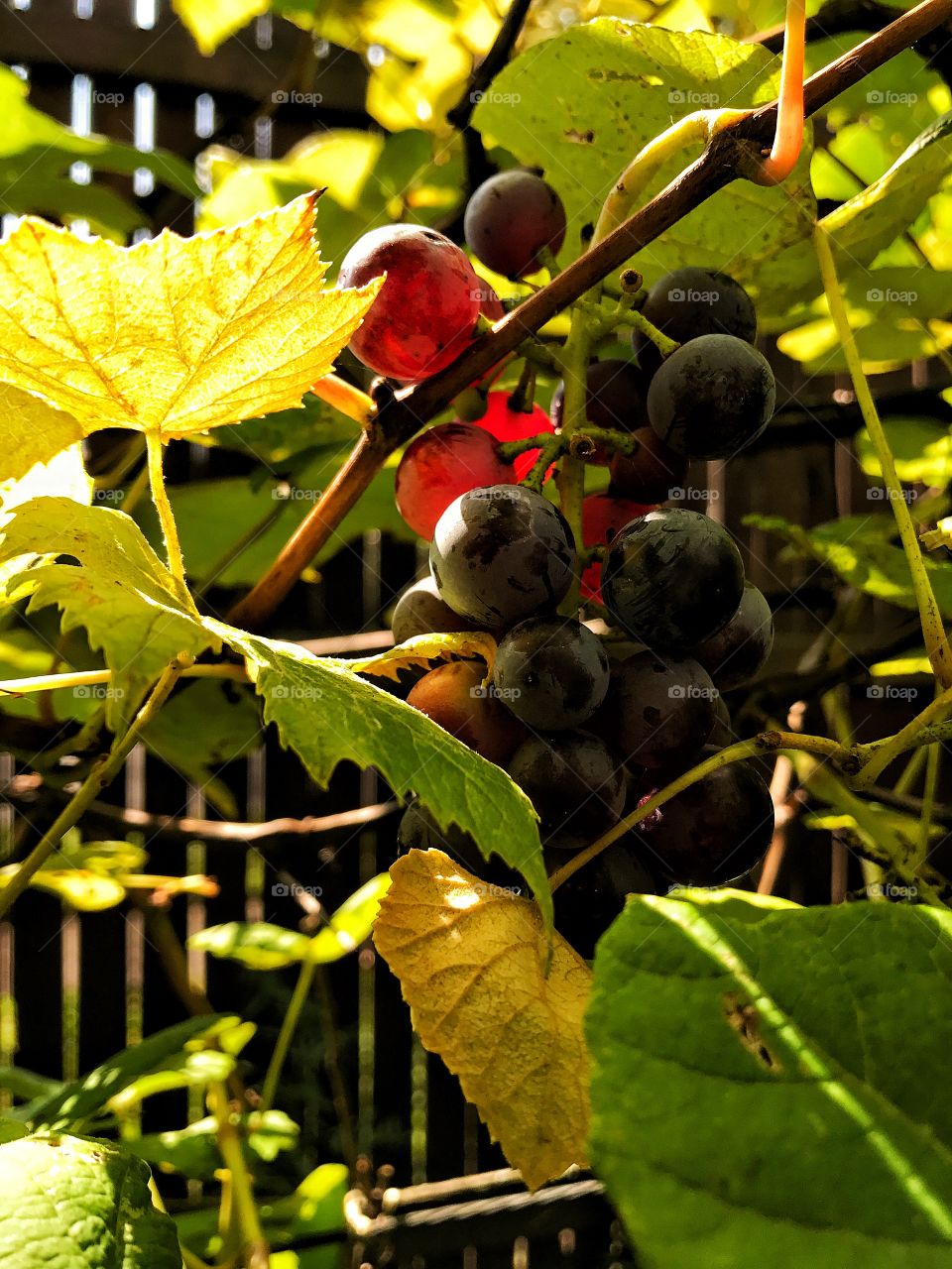 Garden grapes