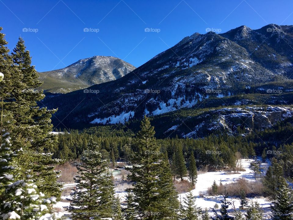Scenic view of custer national forest