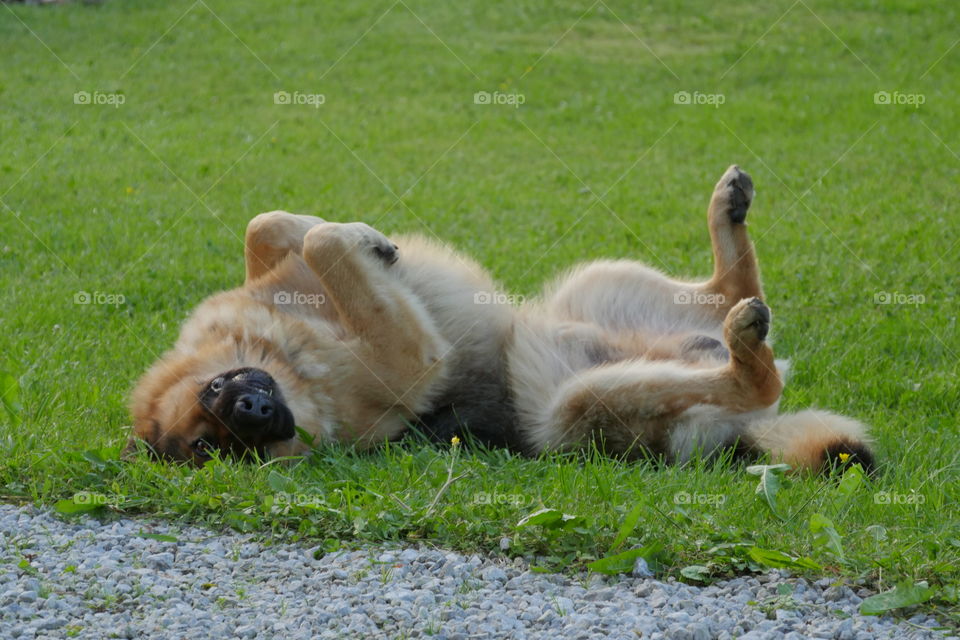 german shepard dog playing