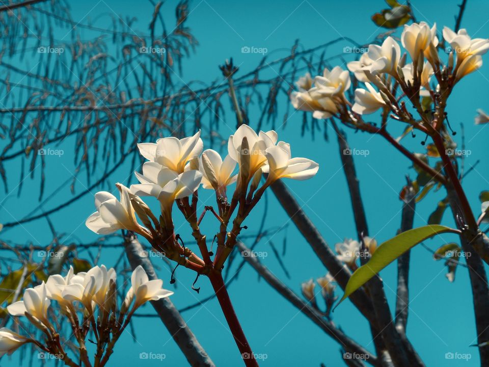 Floral photography - Frangipani