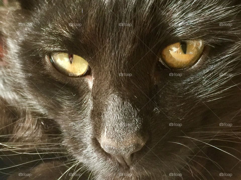 Yellow Eyes