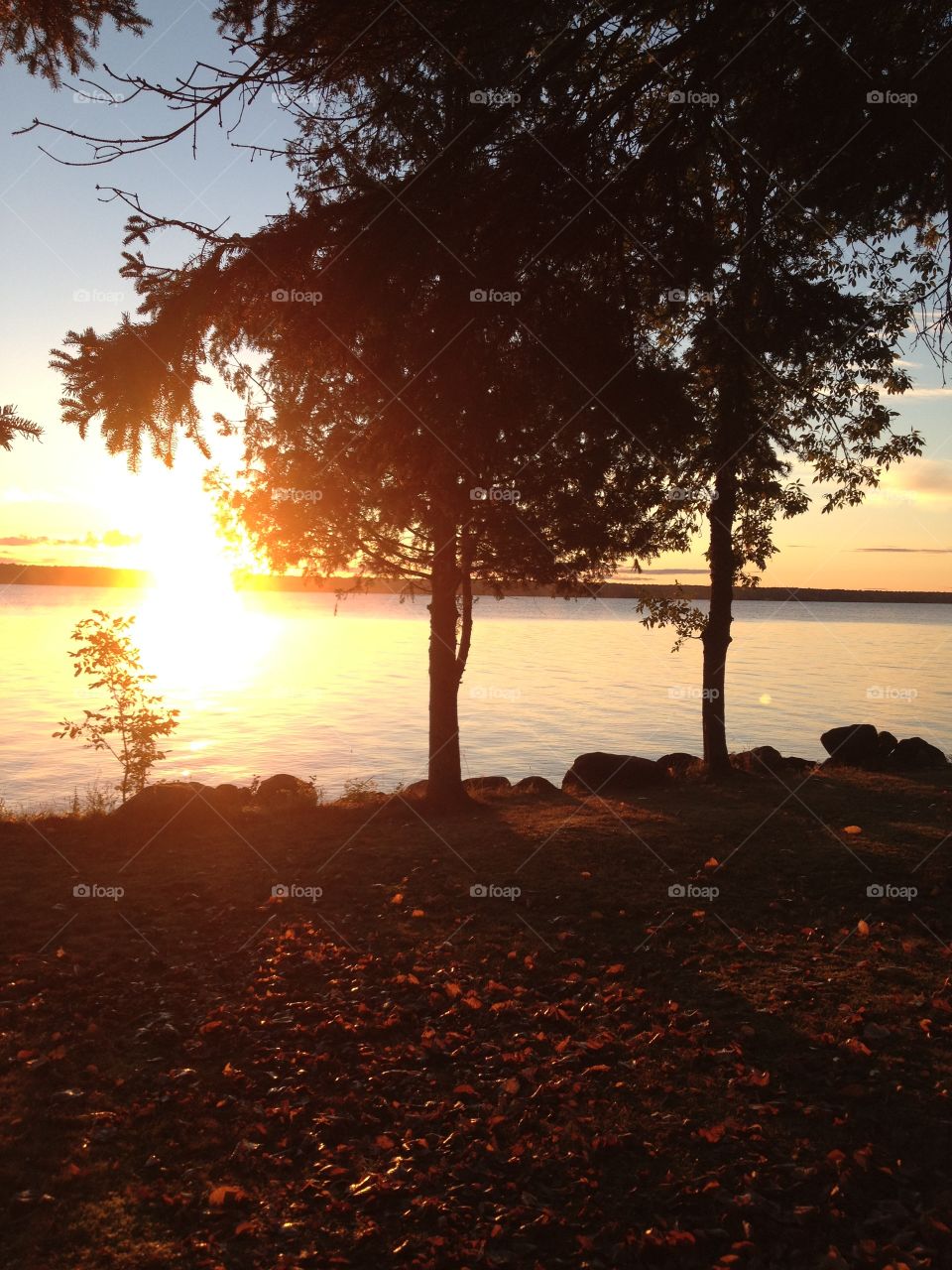 Sunset over lake. Yellow sunset over lake and bank with trees