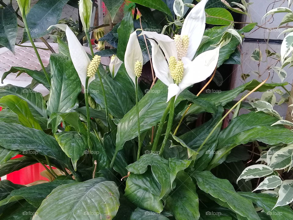 the nature,no filters