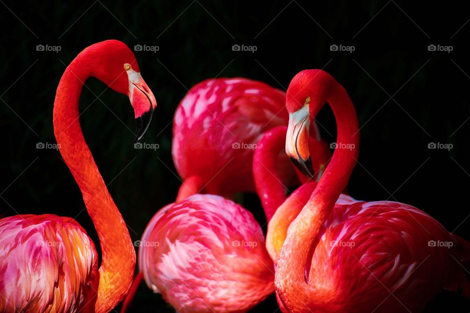 Great shot of some beautiful Flamingos.  All proceeds go towards the conservation of endangered species.