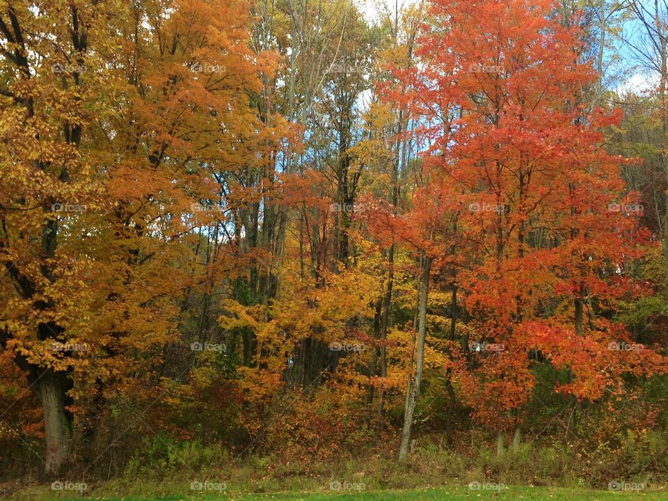 Fall, Leaf, Tree, Landscape, Maple