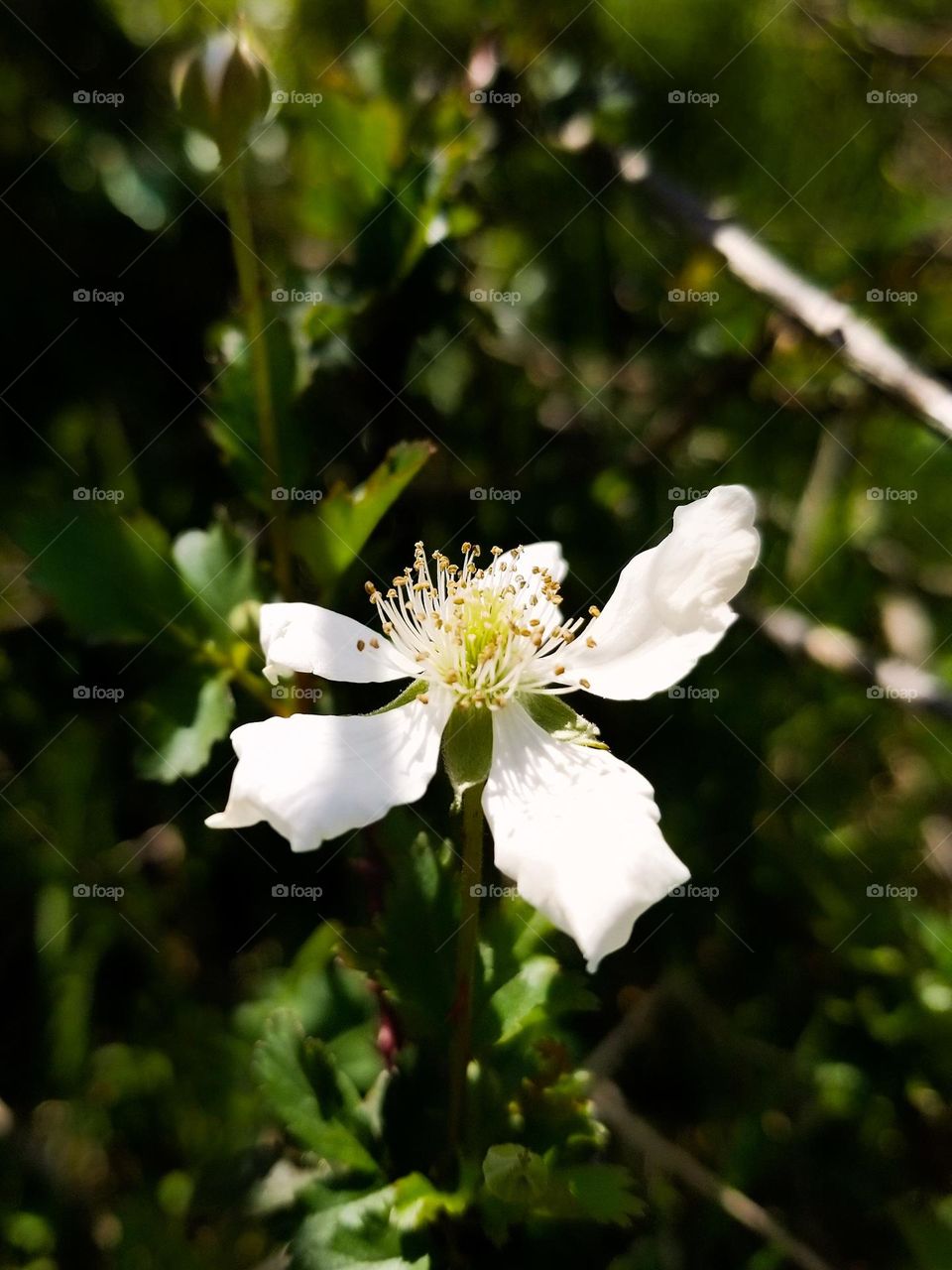 Wild Dewberry Blossom in Early Spring