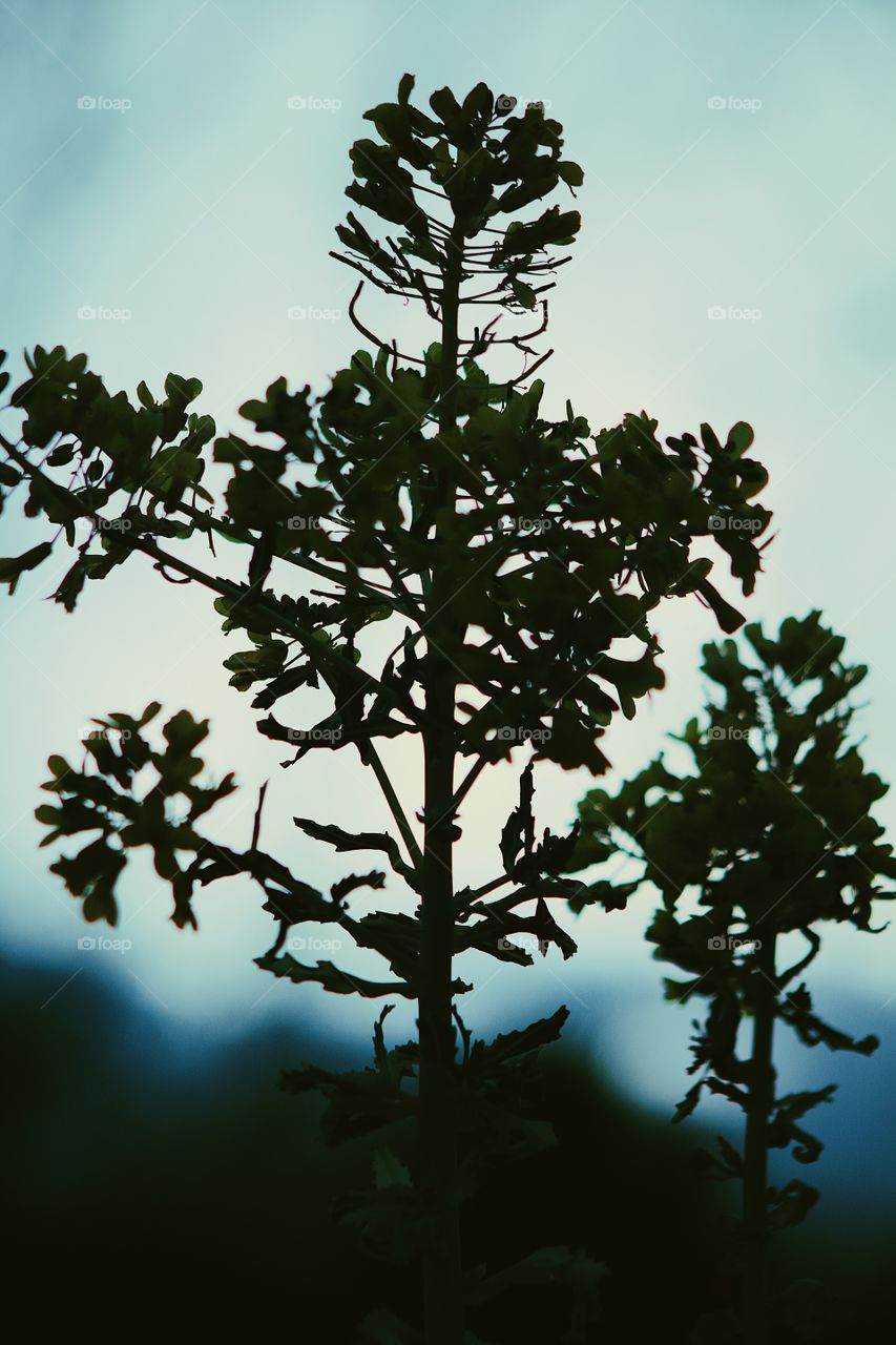 Silhouette shadow nature 