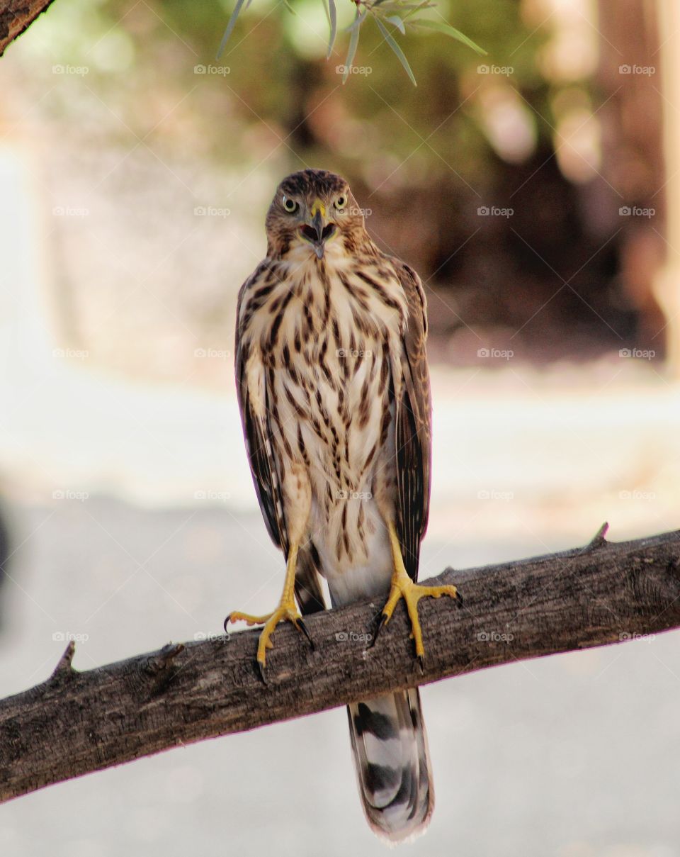 cooper's hawk in front of my house
