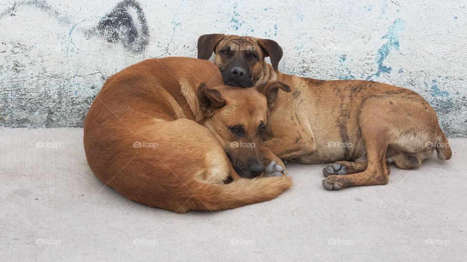 Two dogs in love as are cuddled up and snug on the sidewalk in San Miguel de Allende, Mexico.