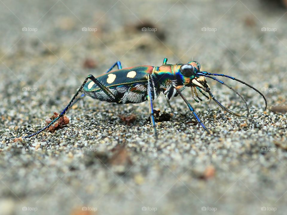 Tiger Beetle
Six Spotted Tiger Beetle