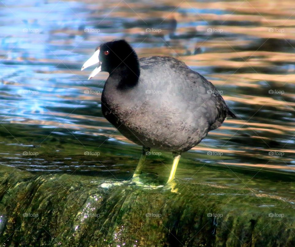 Coot at the Waterfall