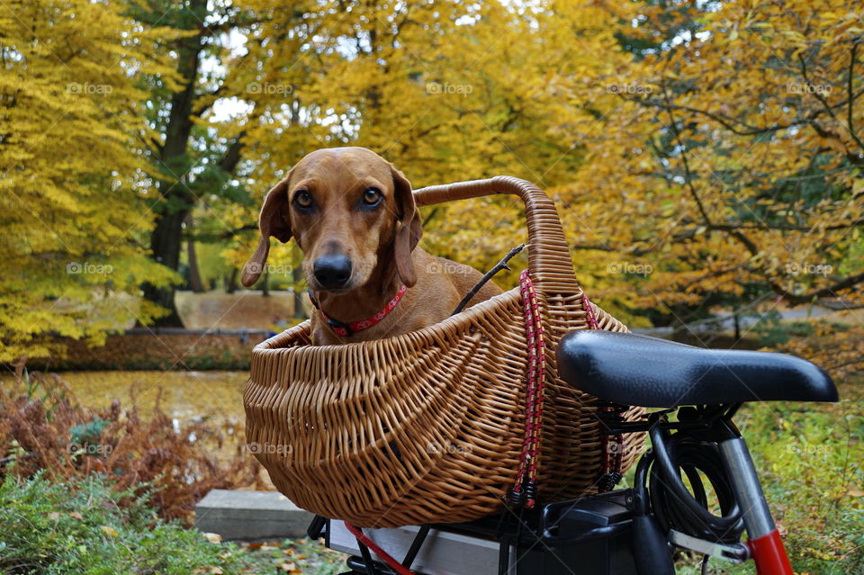 Dachshund in a basket on a bicycle