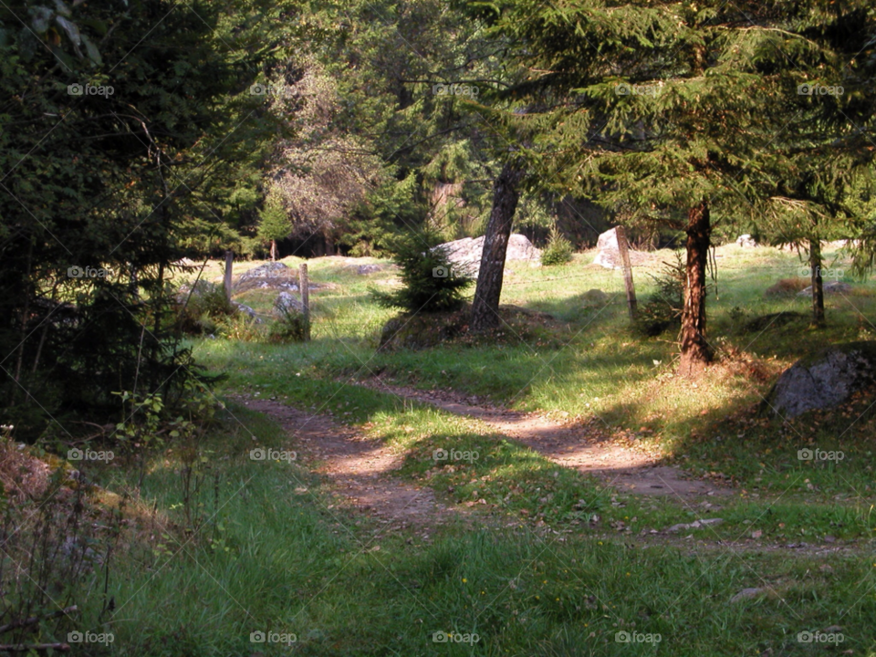 nature fall skog äng by kalubro