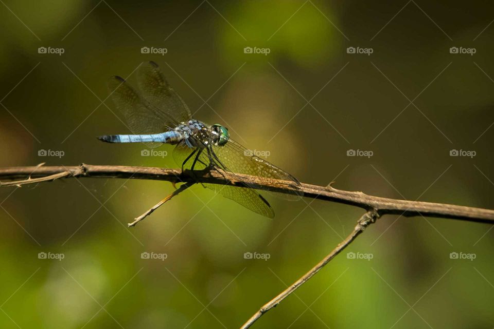 Dragonfly on small branch