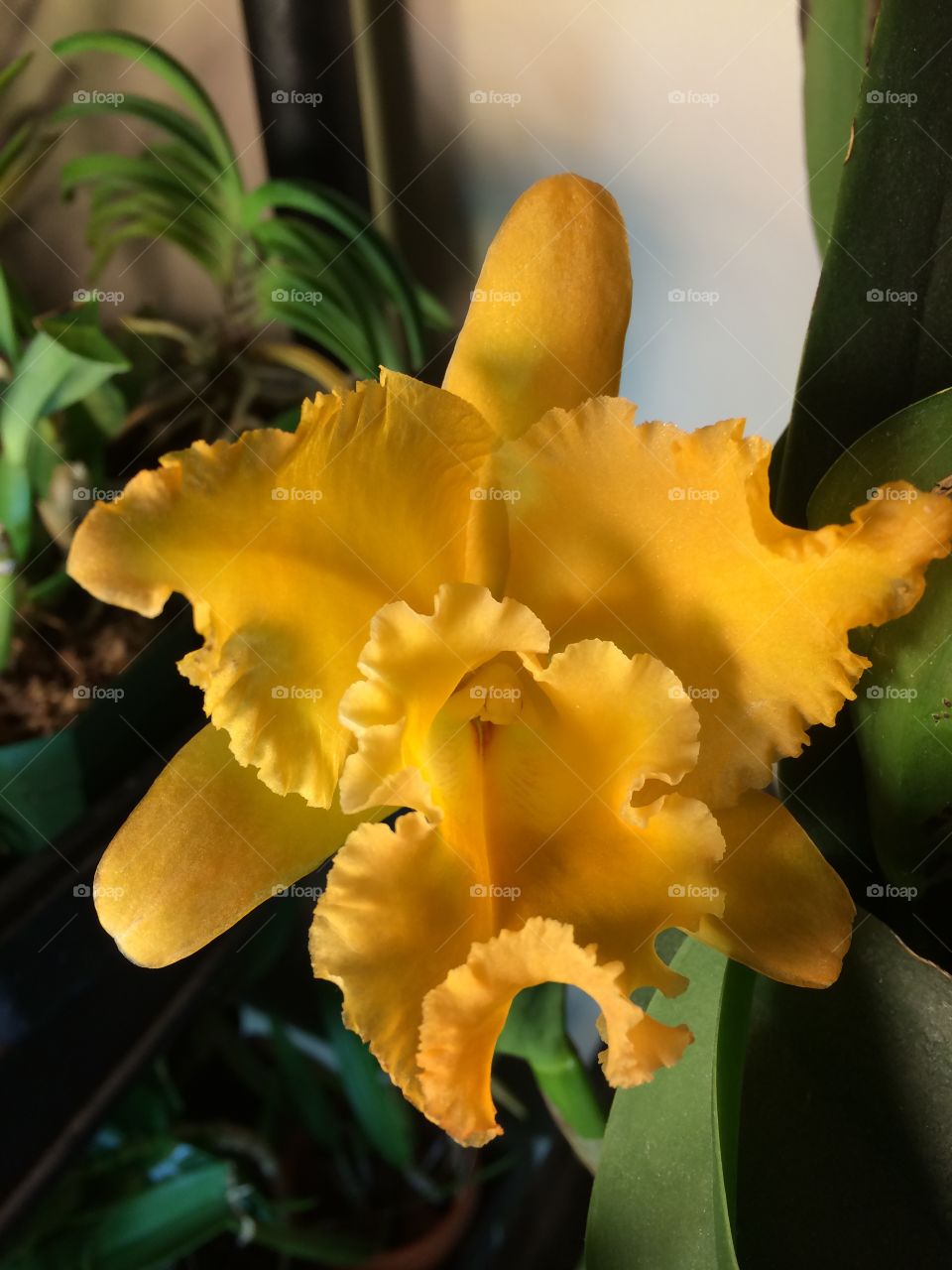 Yellow Orchid. Yellow cattleya orchid