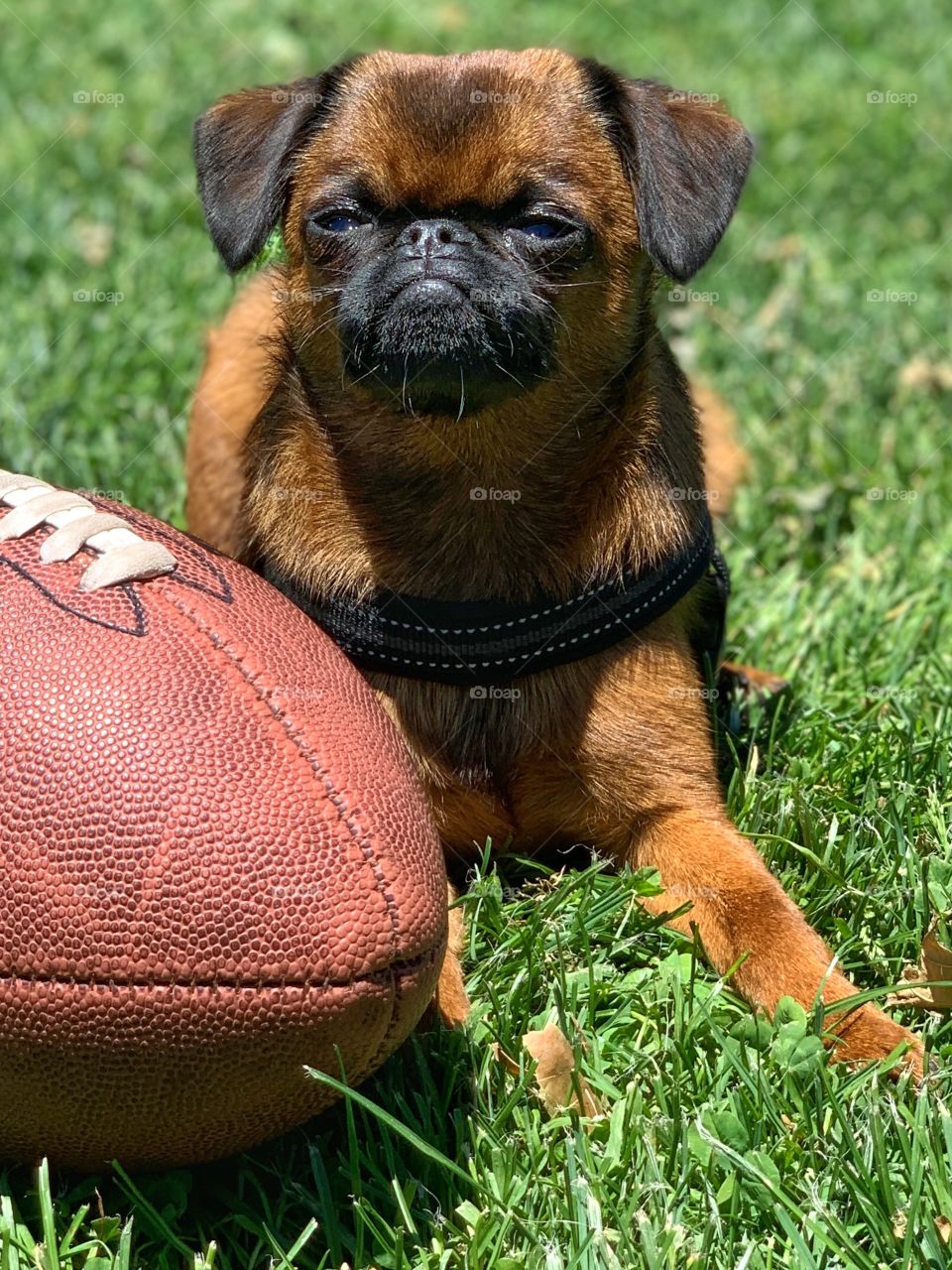 Brussels griffon dog in green grass with an American football