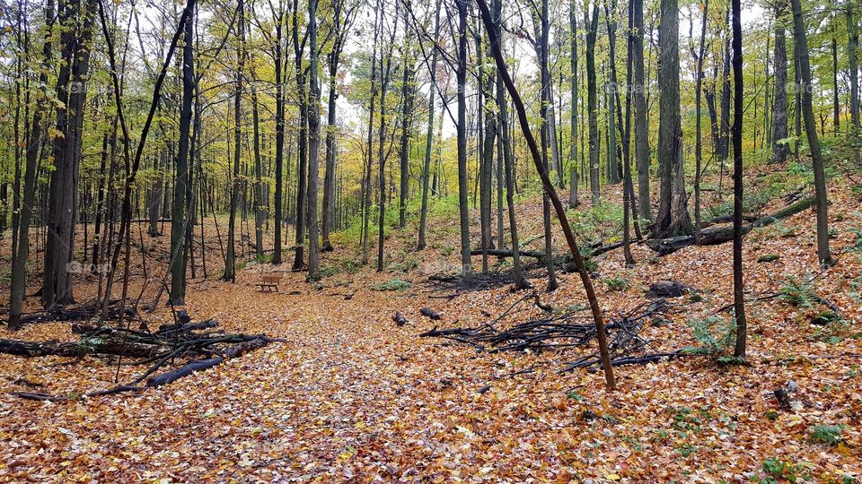 Wood, Leaf, Tree, Nature, Fall
