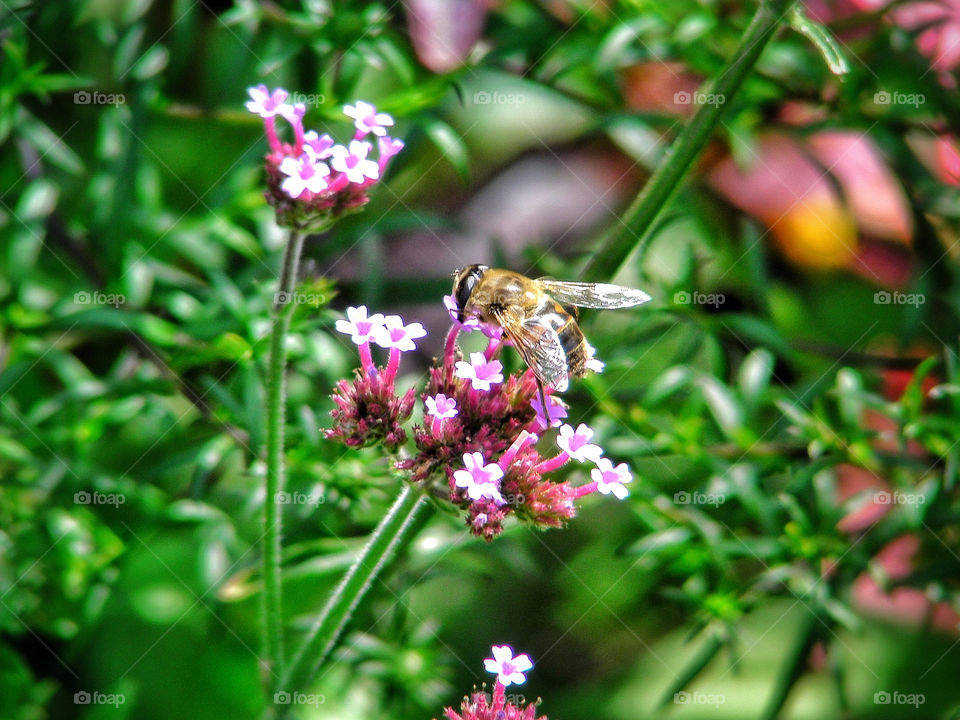 Bee collecting Nectar