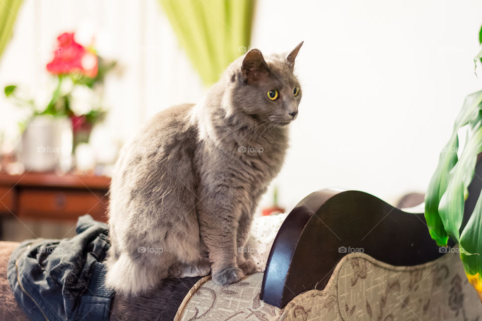 Domestic Cat sitting on the sofa