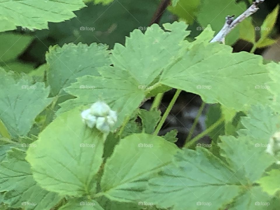 Raspberry bush just starting out