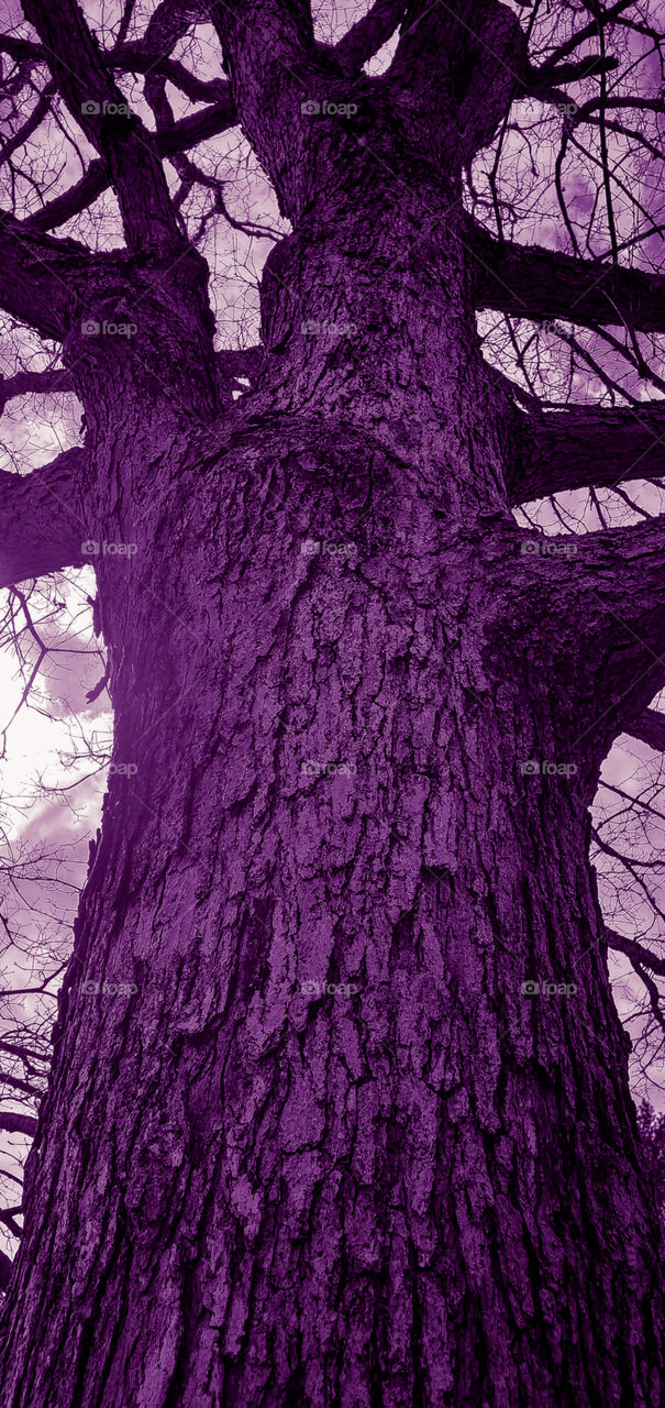 Looking up at old oak tree before new growth sprouts in early Spring. Pic is a late day photo of this solitary tree. View is of its back view...  Color is a purple hue.