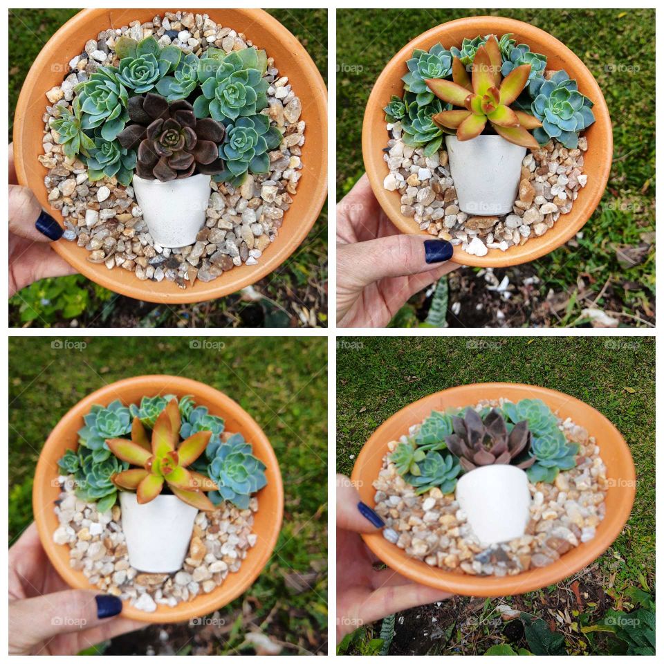 succulents pot in a pot