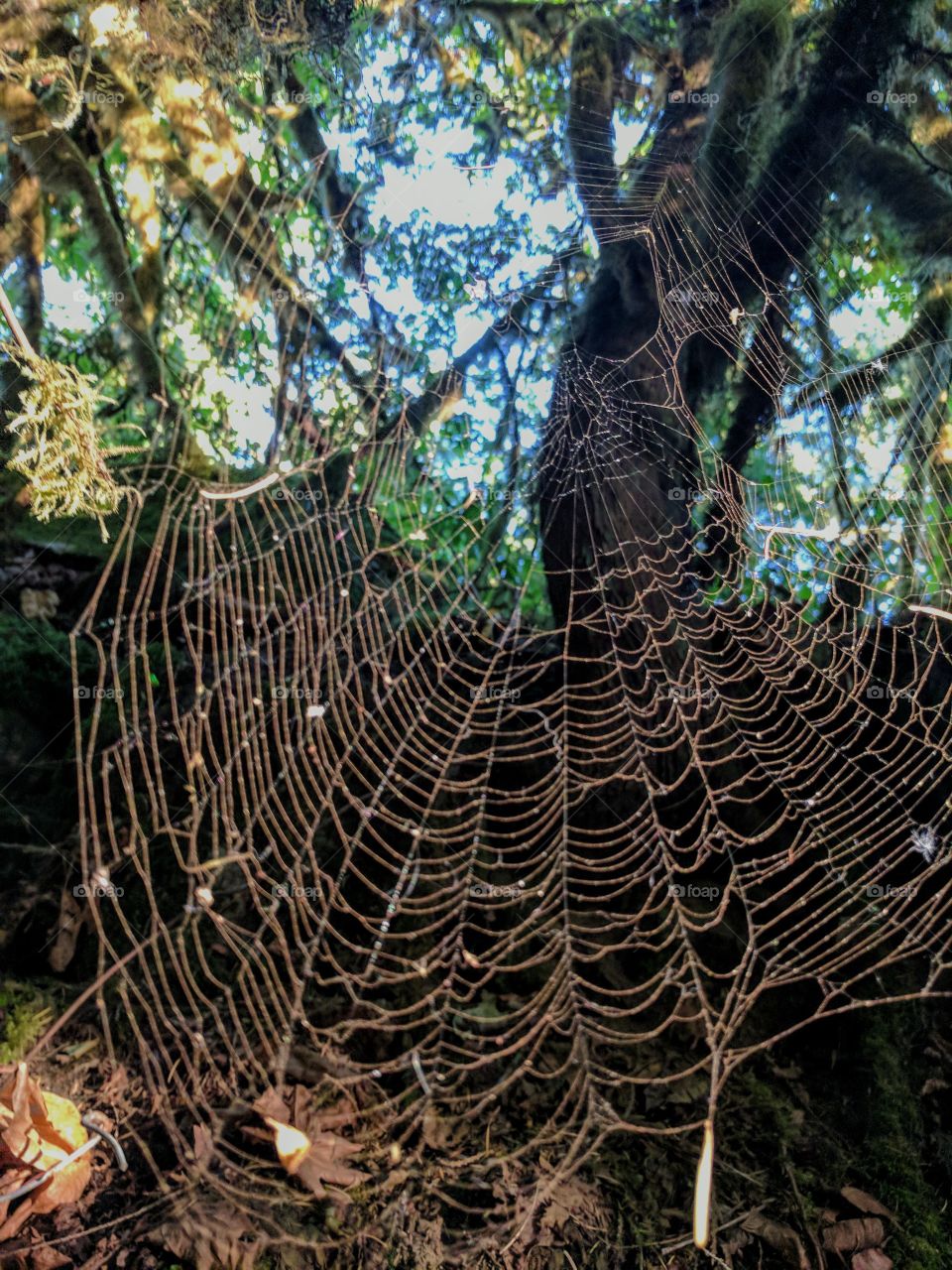 spider web glistening dew
