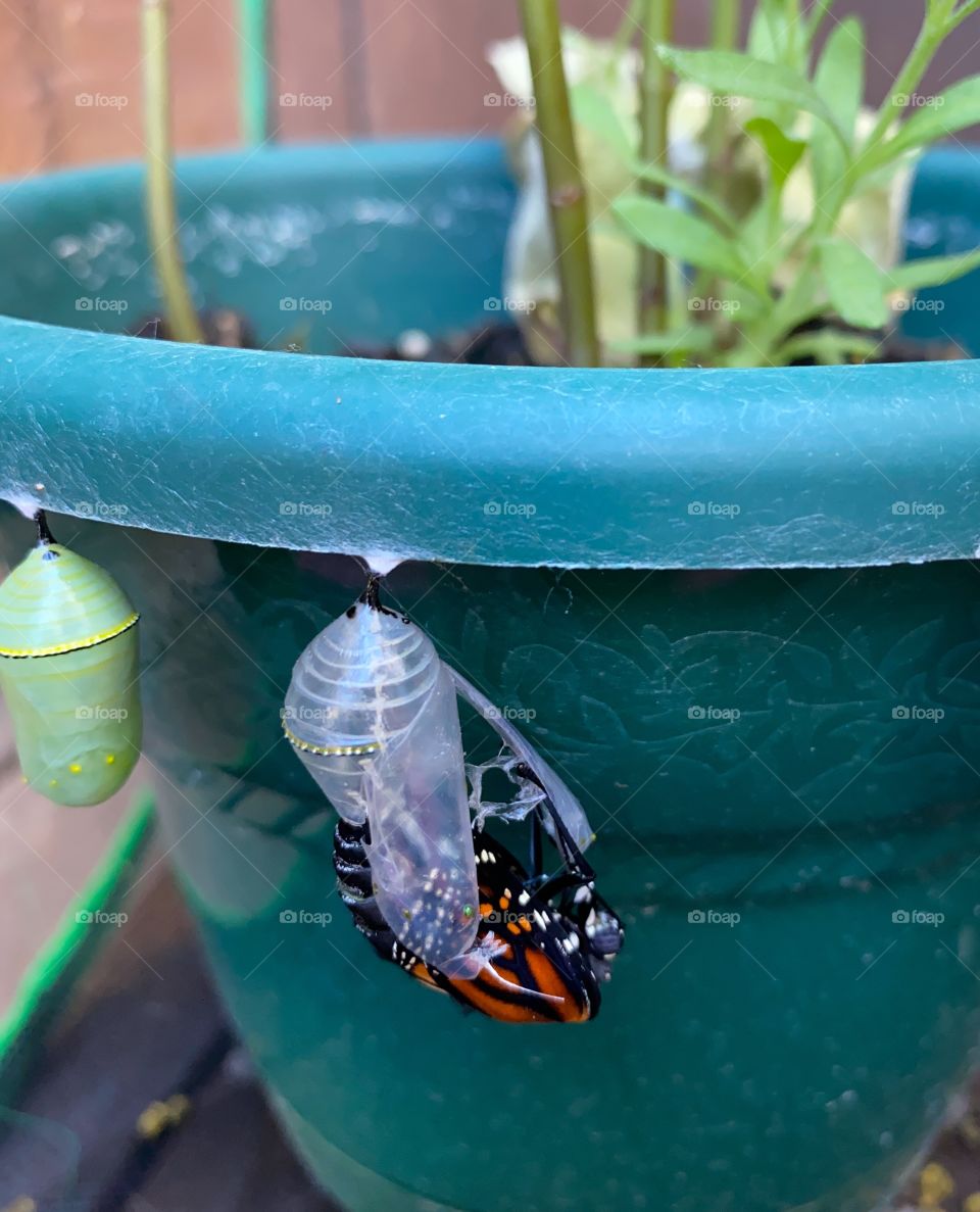 Monarch emerging 