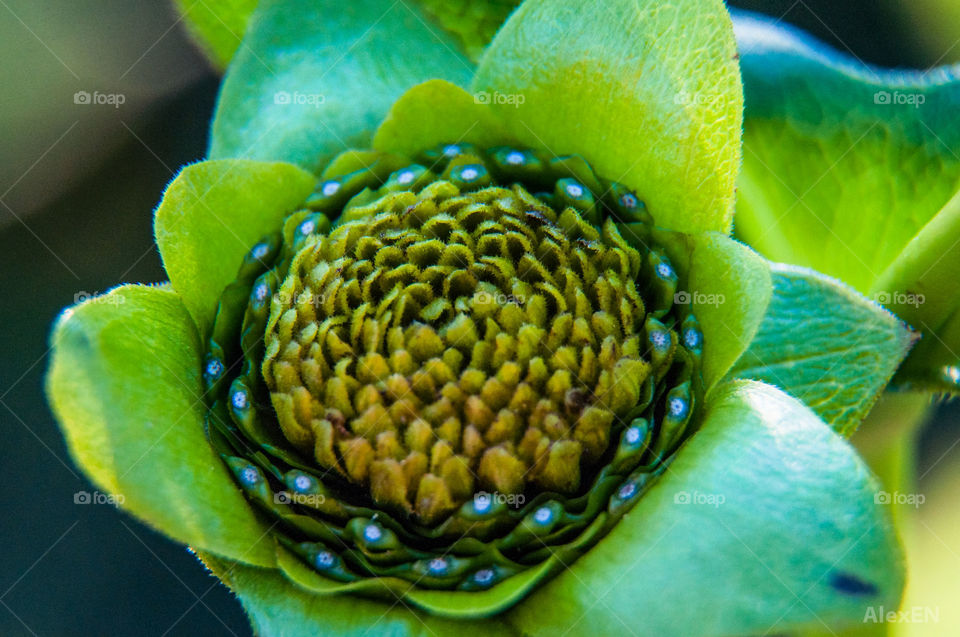 Closeup flower