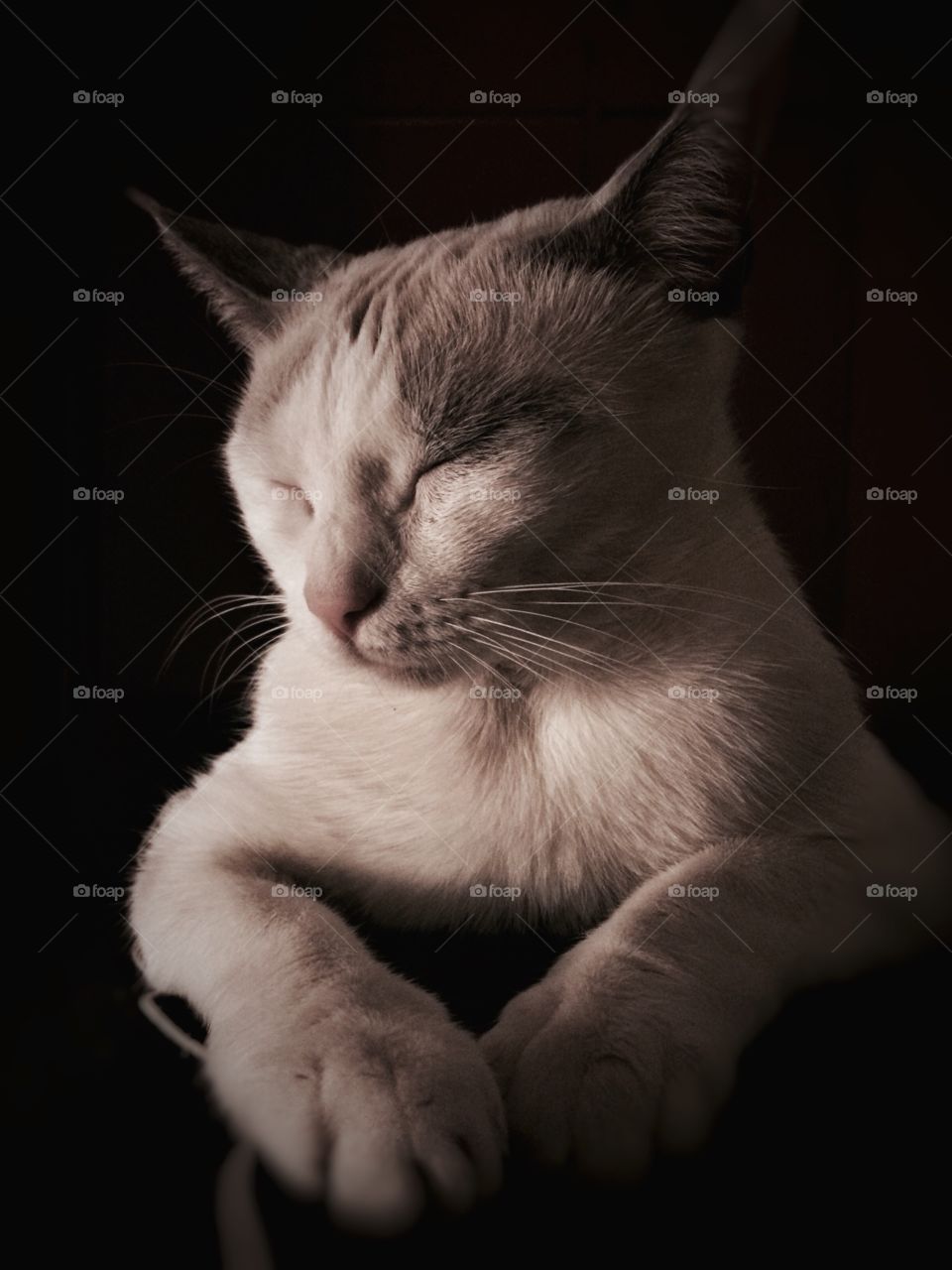 lazy cat on my stomach