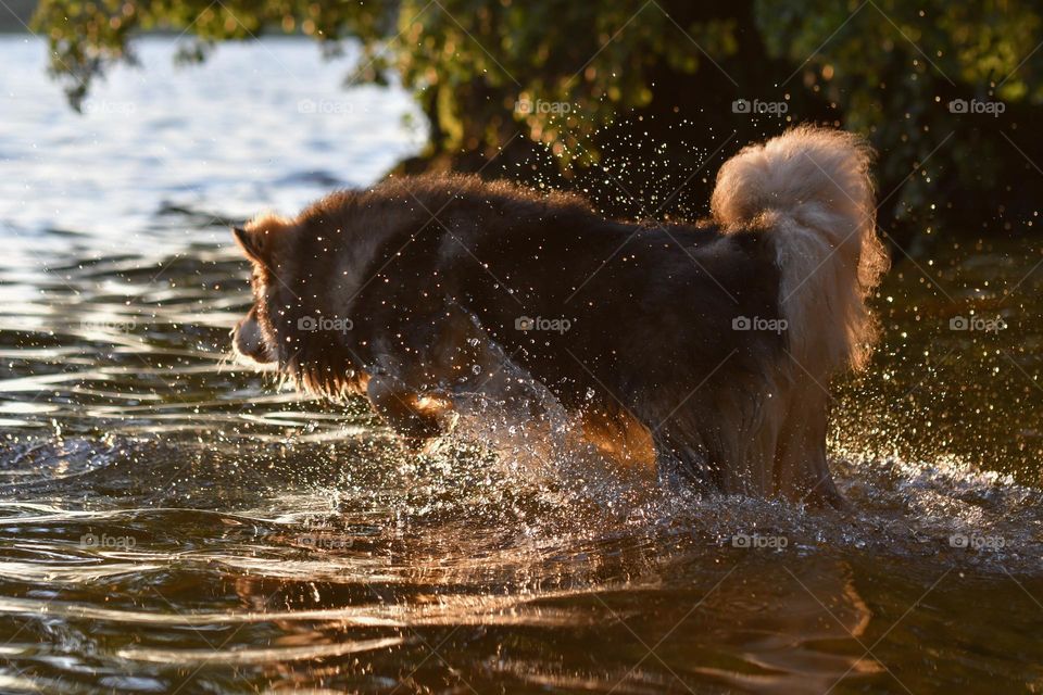 Dog playing in water