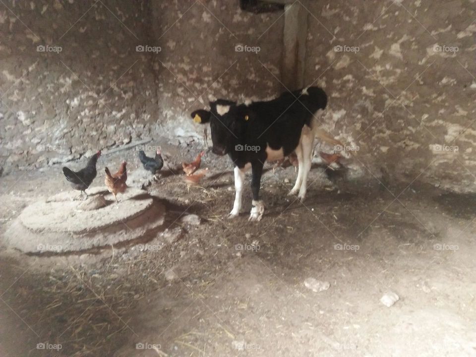 The calf and chikens.