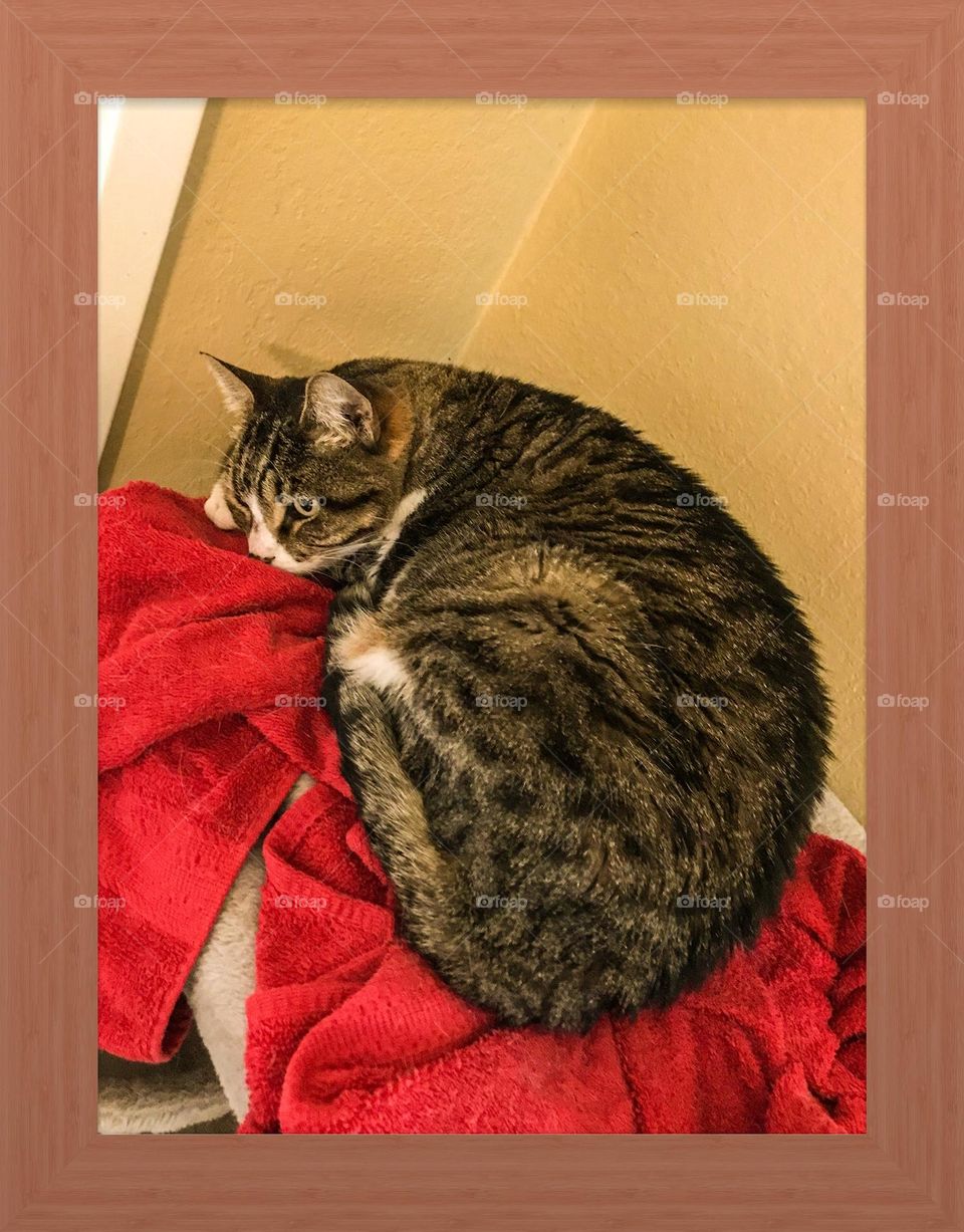 A cat named Bella, cuddling up at the corner of the room. A magnificent sight for sore eyes she definitely is.